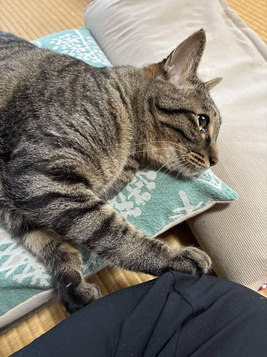 teatimer_11's tweet photo. おててくっつけてきてかわいい https://t.co/jPdAHgvekv