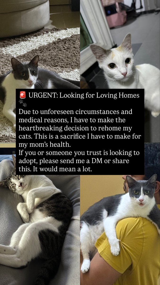 afqnrm's tweet photo. URGENT: Looking for responsible adopters! 
Due to my mom’s health, I had no choice but to make the painful sacrifice of sending my indoor cats to Soul Shelter yesterday.
Looking for loving homes for Tarzan, Ubi, Mimi and her two kittens
Please help them find a safe, forever home https://t.co/doe4tgvJvG