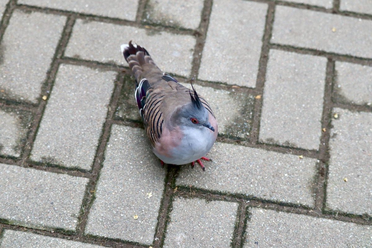 kbird_official's tweet photo. こちらはヒナの頃に弱っていた所を保護されたレンジャクバト🐦
元気になってバードケージに放たれた後も飼育係に近寄ってくるそうです😊

#レンジャクバト
#観察中踏まないように⚠️
#温かく見守って
#人工育雛
#キャンベルタウン野鳥の森 https://t.co/CMQYdwFtX4