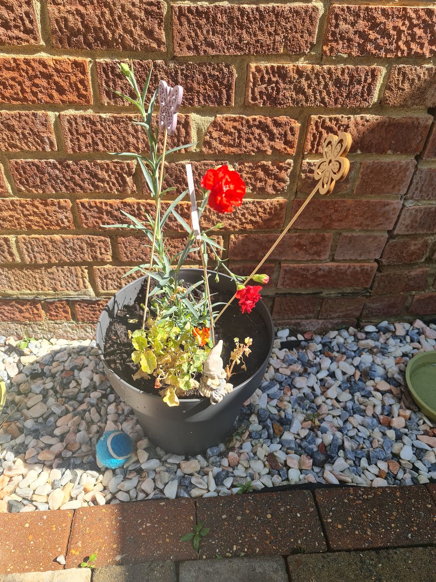 EmmaJanesLife's tweet photo. Watered the front & back pots & Hartley
He loves the hose 😄
My son's #carnation is doing so well 🥰
In the autumn I'm going to gradually start planting the potted things into the ground. But it's far too hot to do yet
Now we're having a little rest in the shade https://t.co/GEVENQNuuh