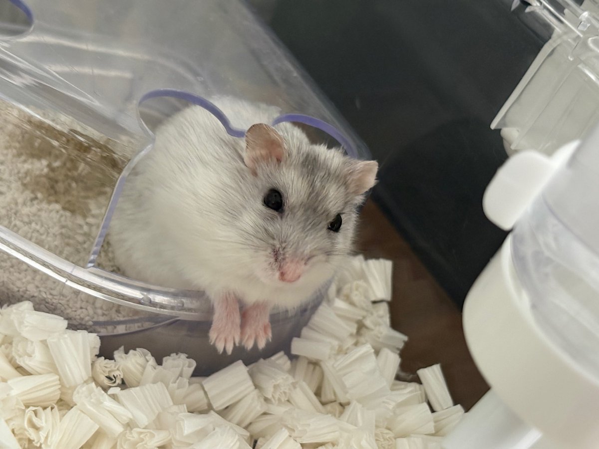 2828hamster's tweet photo. おててそろえて見せてくれてありがとね... https://t.co/PZ2PbpmqJ0
