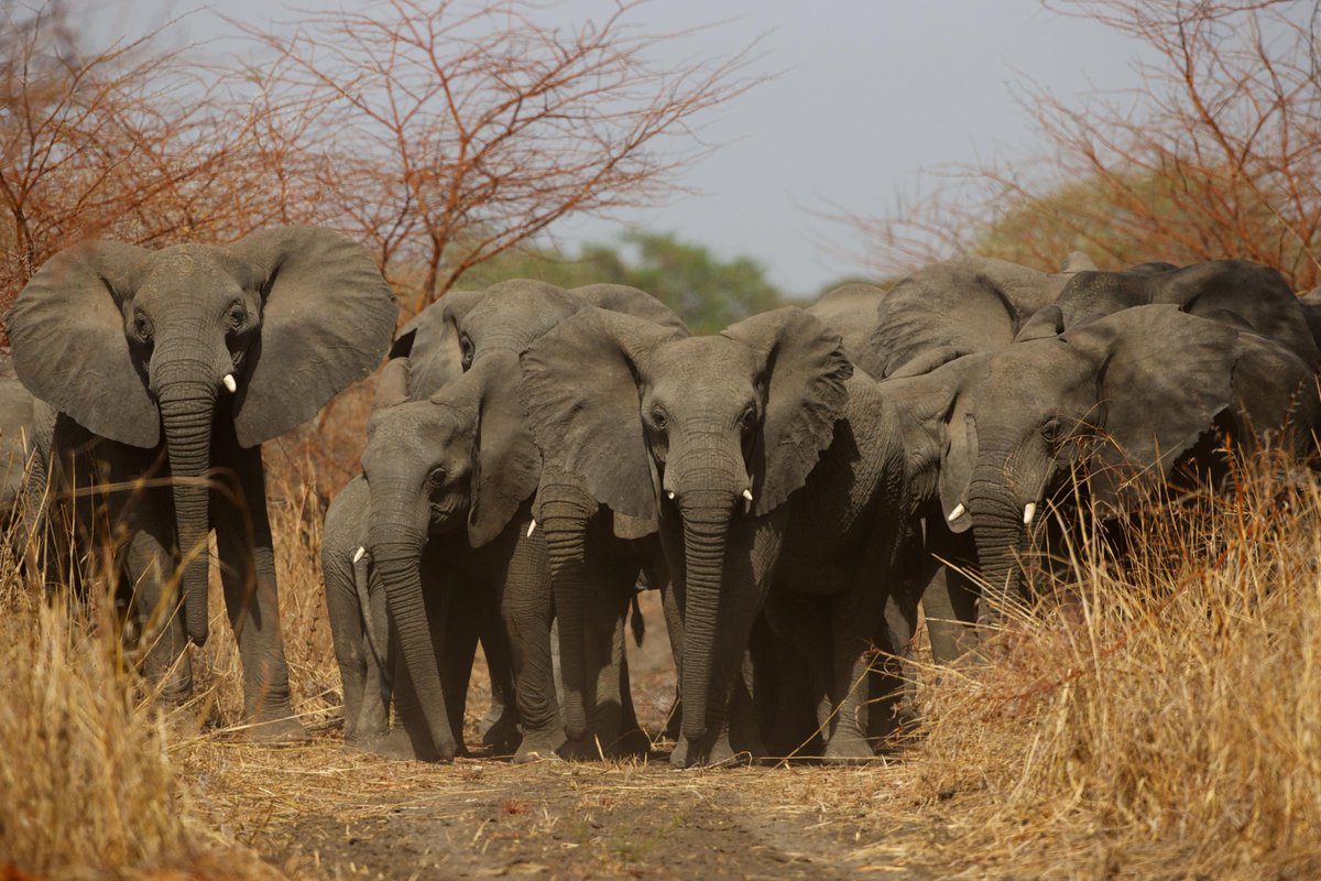 Tchad360_'s tweet photo. 🌿 تشاد تجدد شراكتها مع African Parks لإدارة وحماية عدد من أبرز المحميات الوطنية، في خطوة تستهدف الحفاظ على التنوع البيئي ودعم التنمية المحلية

#Tchad #Zakouma #Afrique https://t.co/xiCsxOw0KI