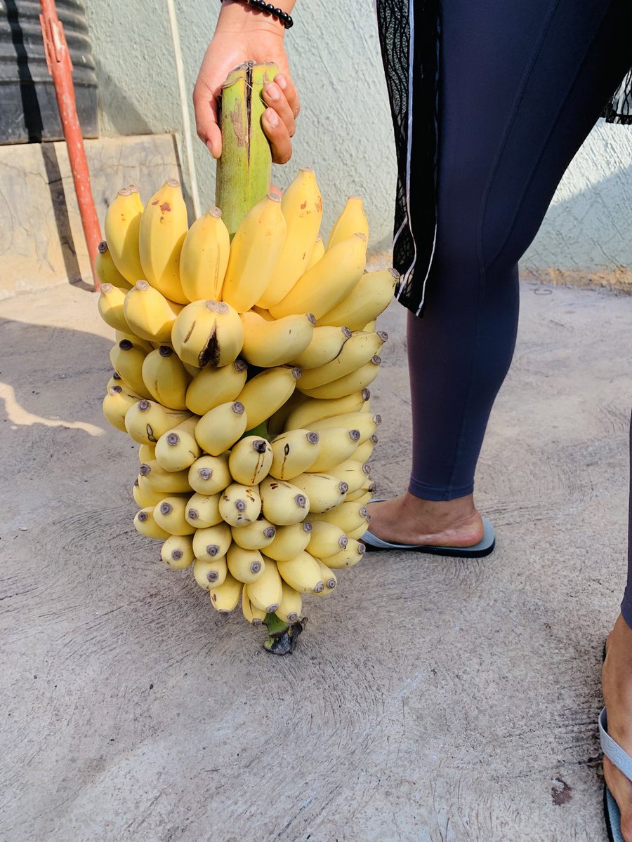 AkBlenda's tweet photo. If you planted something today, would you have the patience to wait for the harvest 🍌🍌

Who else loves bananas as much as I do? 🙋🏾‍♀️ come join me 😊

#BananaLovers https://t.co/fqj13h2tro