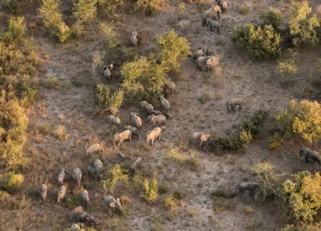 Tchad360_'s tweet photo. 🌿 تشاد تجدد شراكتها مع African Parks لإدارة وحماية عدد من أبرز المحميات الوطنية، في خطوة تستهدف الحفاظ على التنوع البيئي ودعم التنمية المحلية

#Tchad #Zakouma #Afrique https://t.co/xiCsxOw0KI