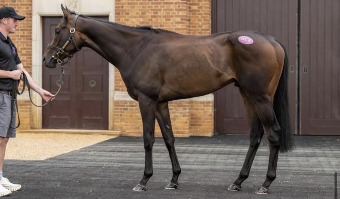 BarodaStudIre's tweet photo. Among our draft @Tattersalls1766 today is Lot 462 LISTENTODWINDBLOW, winner of a @NaasRacecourse maiden over 1 mile on 24th June.

https://t.co/Lulz9PfxYO https://t.co/t9mnUCAUnz