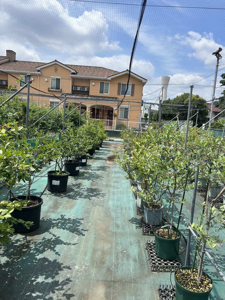 agtagreen07's tweet photo. 府中にある都の試験場に行って来ました。新品種の東京ブルーブーケ🫐や野生種との交雑種を見させて頂き、勉強になりました。採用試験についても聞けて良かったです。 https://t.co/KUosDNNVvs