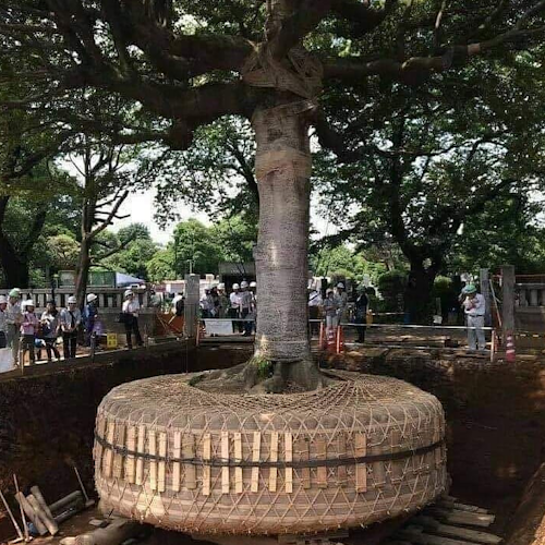 AMAZlNGNATURE's tweet photo. Some of Japan's most valuable trees are moved instead of cut down

Before they're relocated, specialists can spend months preparing the roots to give the tree the best chance of surviving in its new home https://t.co/mK3X3w9CIN