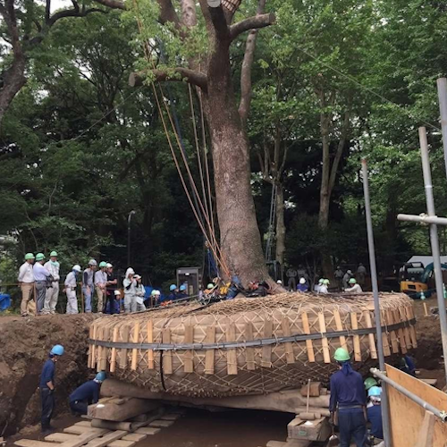 AMAZlNGNATURE's tweet photo. Some of Japan's most valuable trees are moved instead of cut down

Before they're relocated, specialists can spend months preparing the roots to give the tree the best chance of surviving in its new home https://t.co/mK3X3w9CIN