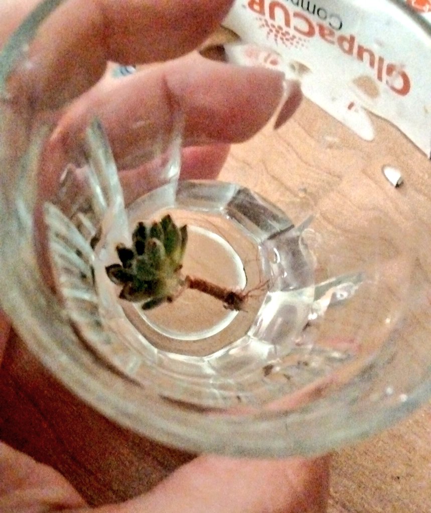 Teodolinda_92's tweet photo. Pulendo la mia pianta grassa l'echeveria si è spezzato uno stelo e ora aspetto si riprenda la radice così poi potrò piantarla anche in un altro vasetto.
#loveplant
#polliceverde
#likephoto https://t.co/U4QVJ2Tyl4