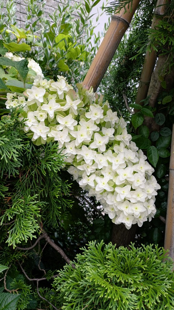 marshmallow23a's tweet photo. こんばんは。(^^)
今日も一日お疲れ様でした。🌼☘️🌼☘️

良い夜をお過ごしください。☺️🌃🌙✨️

#花 #flowers
#夜 #night
#良い夜を 
#Iwishyouaniceevening https://t.co/d5trQOTEnn