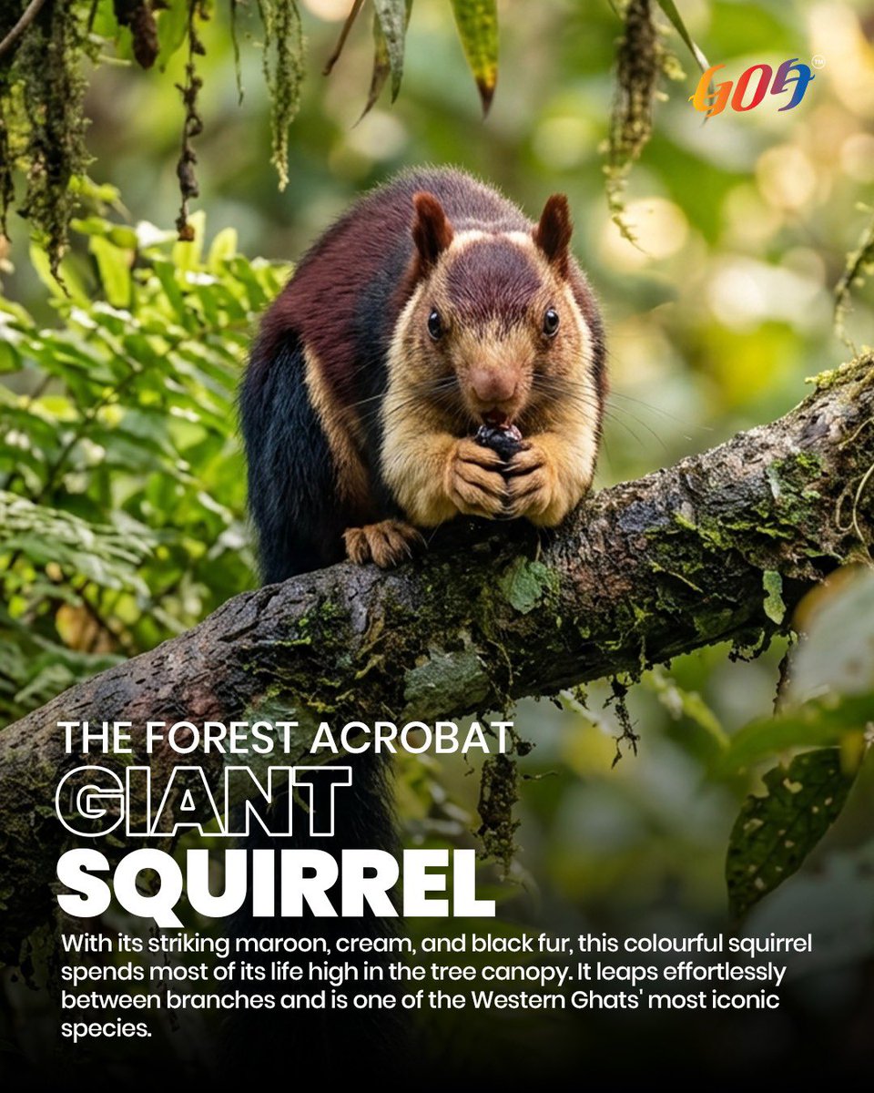 TourismGoa's tweet photo. Beyond Goa's beaches lies a thriving world of dense forests, diverse wildlife, and unforgettable encounters with nature.
Visit Goa. Explore responsibly. Experience Goa Beyond Beaches.
#goabeyondbeaches #goawildlife #exploregoa #responsibletourism #forestsofgoa https://t.co/md8T1HnqgC