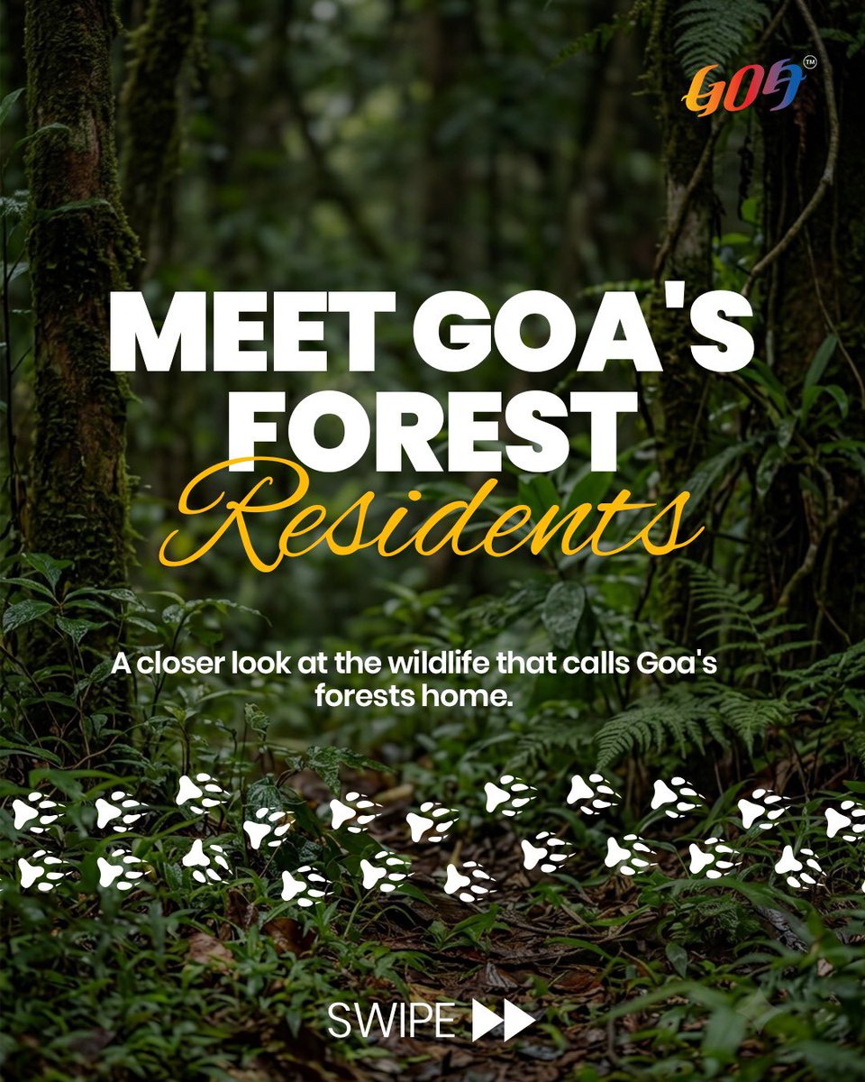 TourismGoa's tweet photo. Beyond Goa's beaches lies a thriving world of dense forests, diverse wildlife, and unforgettable encounters with nature.
Visit Goa. Explore responsibly. Experience Goa Beyond Beaches.
#goabeyondbeaches #goawildlife #exploregoa #responsibletourism #forestsofgoa https://t.co/md8T1HnqgC