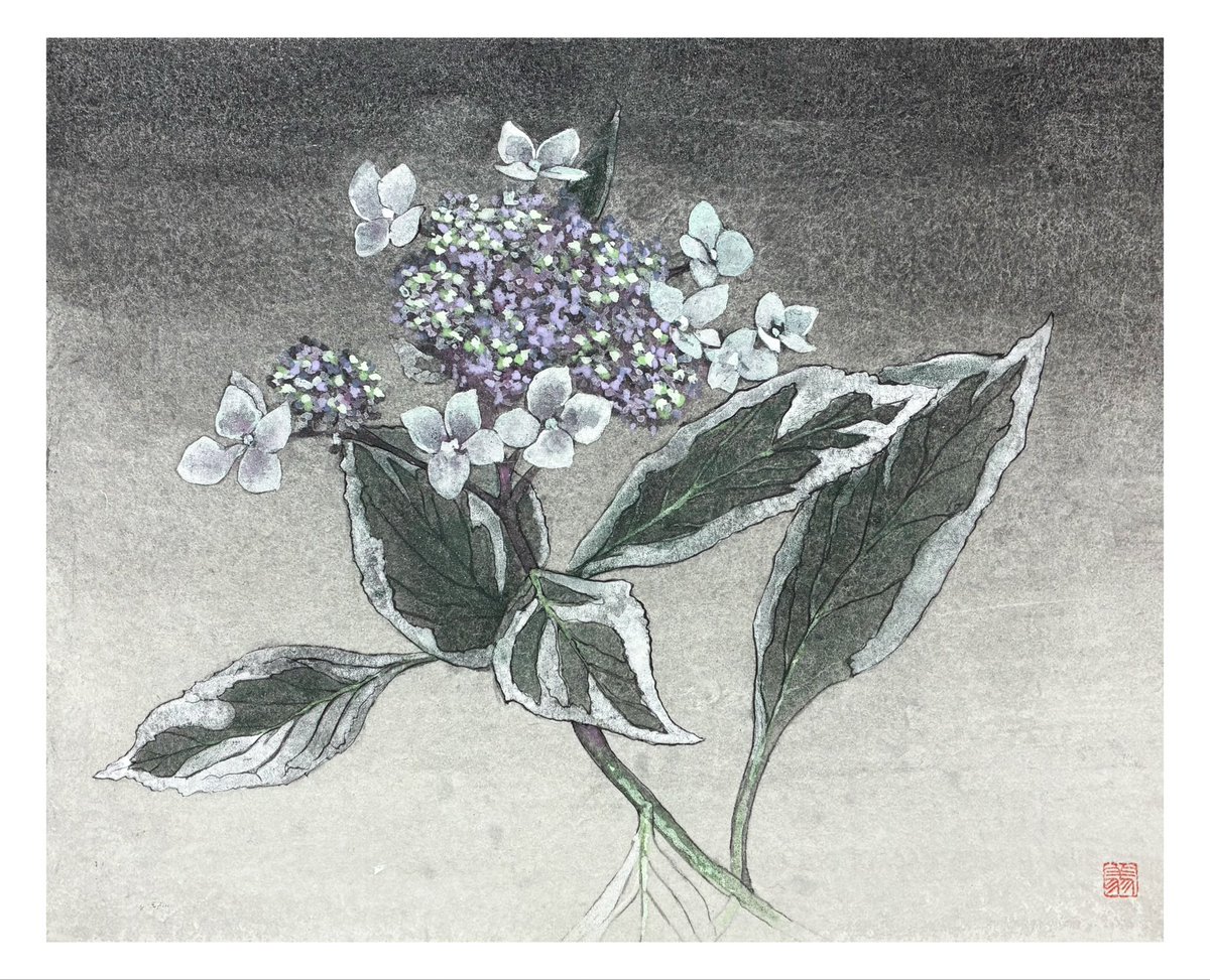 me091002's tweet photo. 「ガクアジサイⅡ」
F3号(220mm×273mm)
膠・高知麻紙・岩絵具を使用
2026年1月制作

和紙の表情を生かして画面を作るを１つのコンセプトとして制作しました！
普段の制作では1番最初に赤色の水干絵具で下地を作りますが、今回は黒色の岩絵具を流して画面を作っています。 https://t.co/ZN0GupDryN