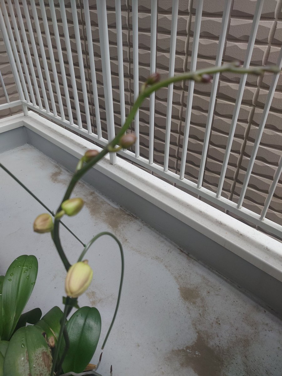 youko666's tweet photo. 昨年、開店祝いにいただいた胡蝶蘭に
蕾がつき、そして今日ひとつが開花しました。うれしいな😊 https://t.co/VK1yewH0Xr