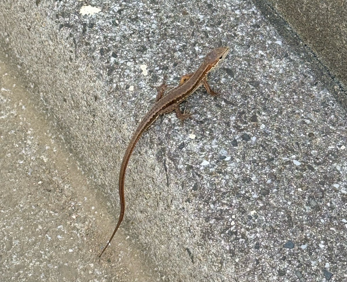 nerin_k's tweet photo. トカゲみっけたぁ！！🦎✨ https://t.co/747ILW4kLD