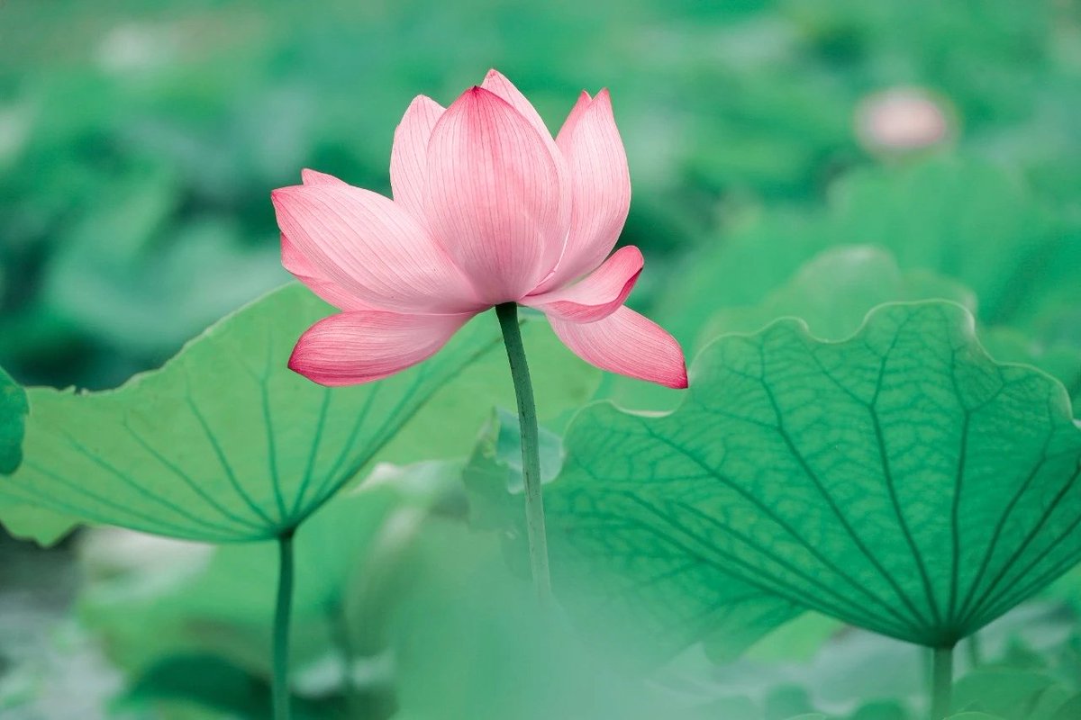 Tudou230140's tweet photo. 七月，赏荷花的季节到了。
July is the time to admire lotus flowers. https://t.co/9PrqsDwy7q