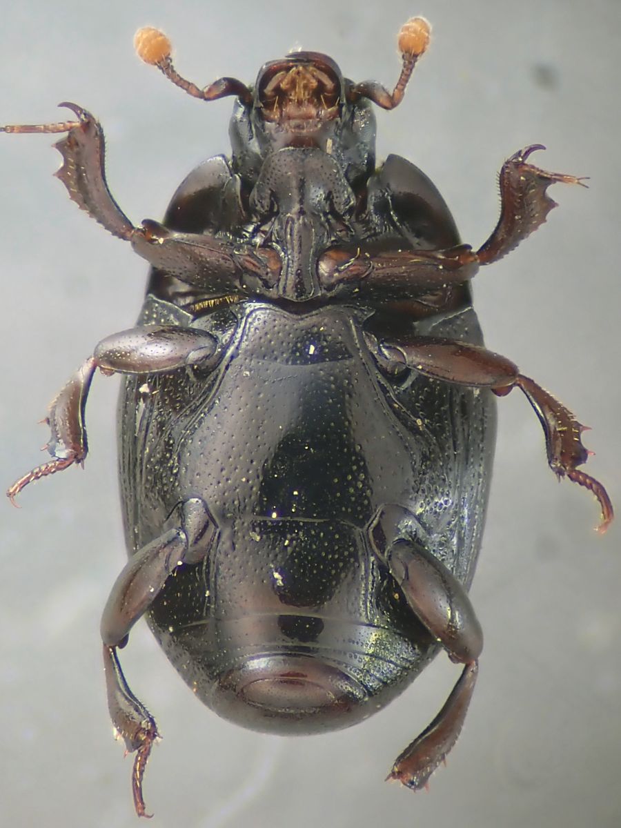 Acleris's tweet photo. 久し振りに、粘着板の虫。
クロチビエンマムシCarcinops pumilio
2026年6月、三田市
前胸腹板がキノコ型に突出しててカコイイ
3㎜ないけど。 https://t.co/2DWdYpMVq8