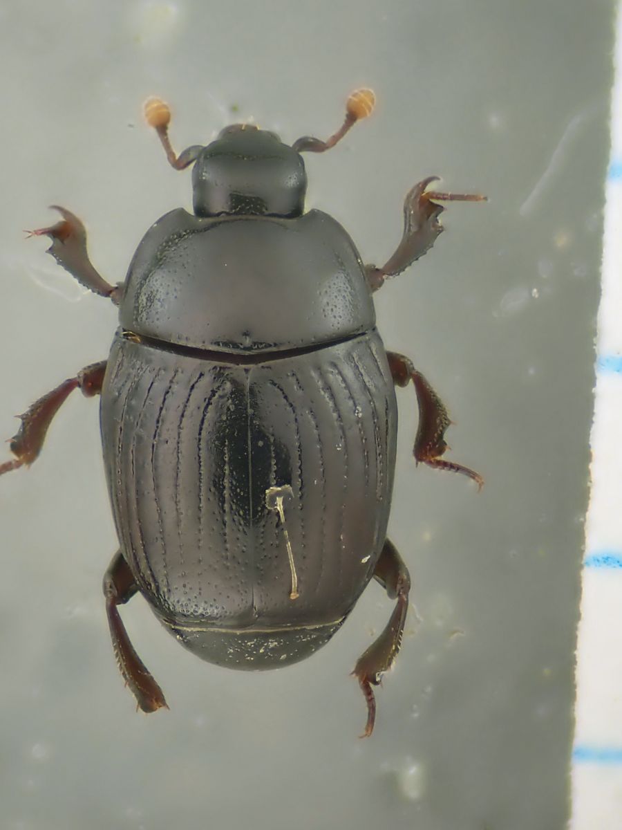 Acleris's tweet photo. 久し振りに、粘着板の虫。
クロチビエンマムシCarcinops pumilio
2026年6月、三田市
前胸腹板がキノコ型に突出しててカコイイ
3㎜ないけど。 https://t.co/2DWdYpMVq8