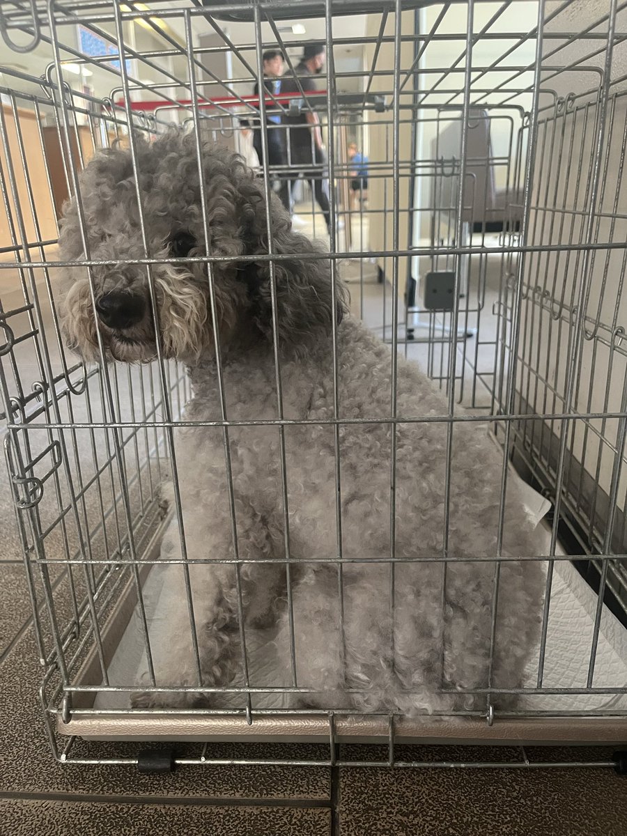 milky19846247's tweet photo. 佐賀県鳥栖市迷子犬
トイプードル
鳥栖警察署に預けました。
#佐賀　#鳥栖　#迷子犬　#トイプードル https://t.co/CRpgvRr8sh