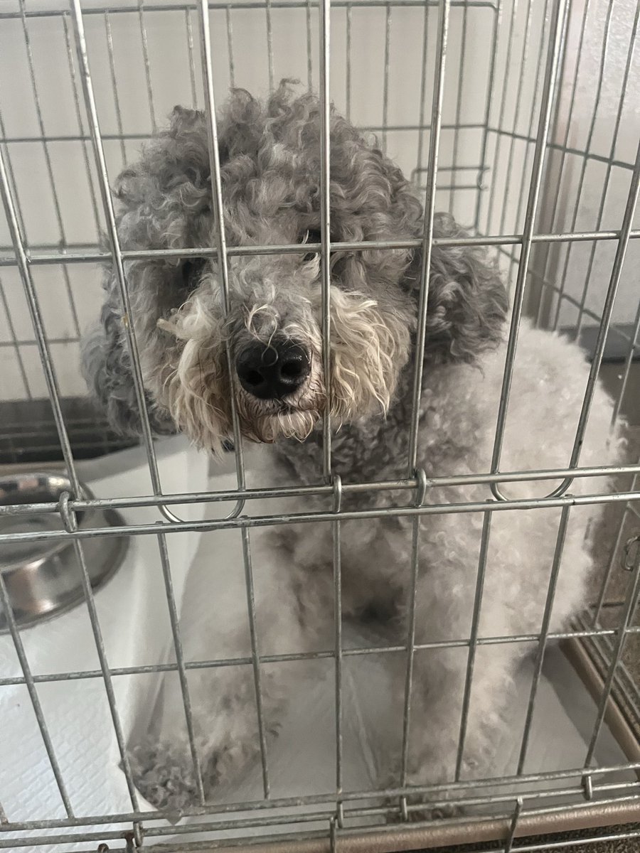 milky19846247's tweet photo. 佐賀県鳥栖市迷子犬
トイプードル
鳥栖警察署に預けました。
#佐賀　#鳥栖　#迷子犬　#トイプードル https://t.co/CRpgvRr8sh