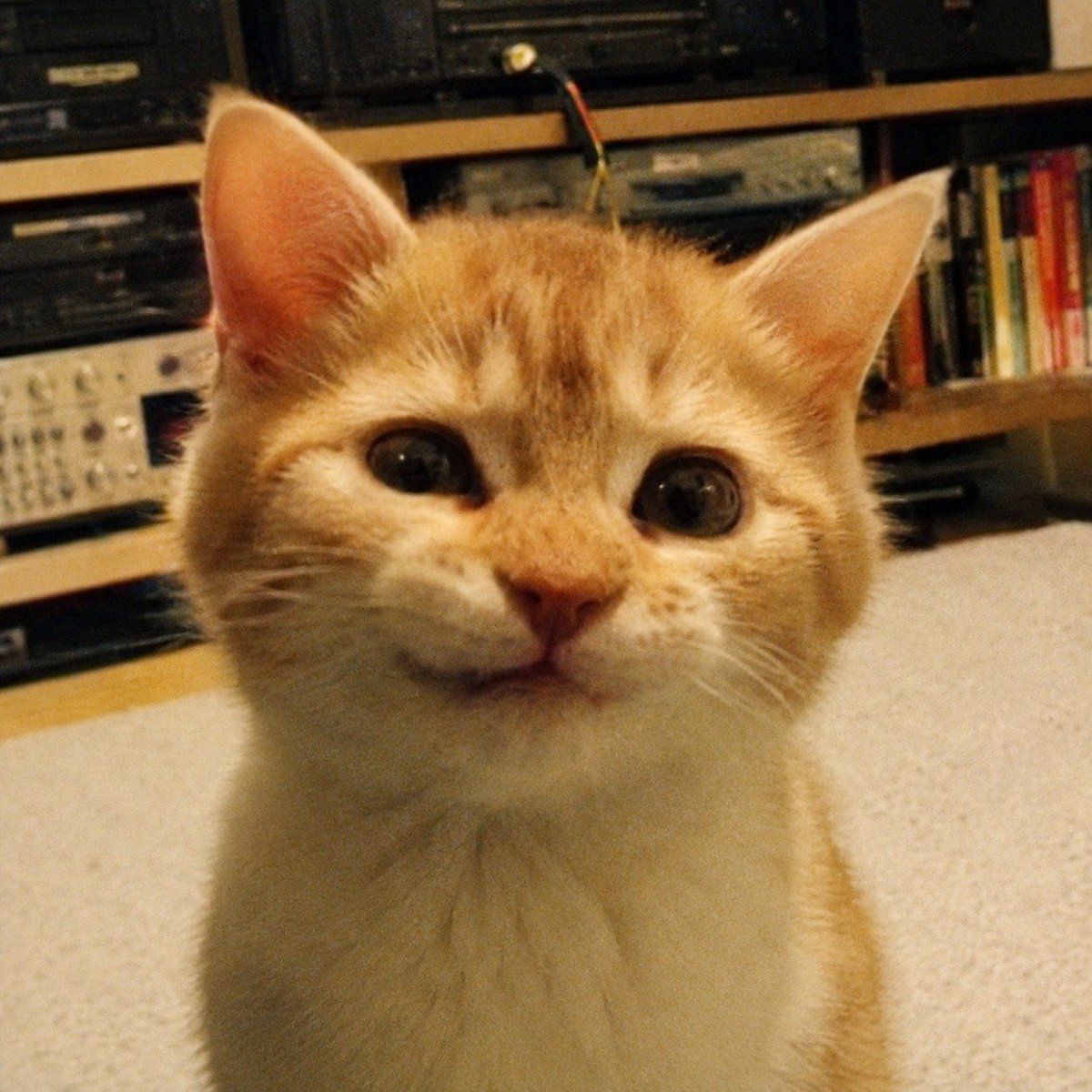 SiriusBtcCat's tweet photo. The face of a cat that knows it’s responsible for the future of finance. https://t.co/UQPBd3eIJw