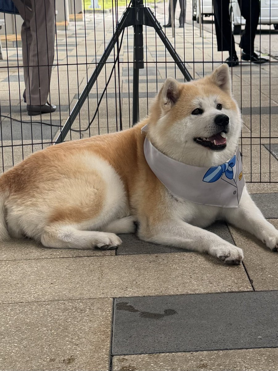 katomasami0927's tweet photo. まだまだ秋田犬いっぱい
リアル編 https://t.co/Wk3Vuupvfk