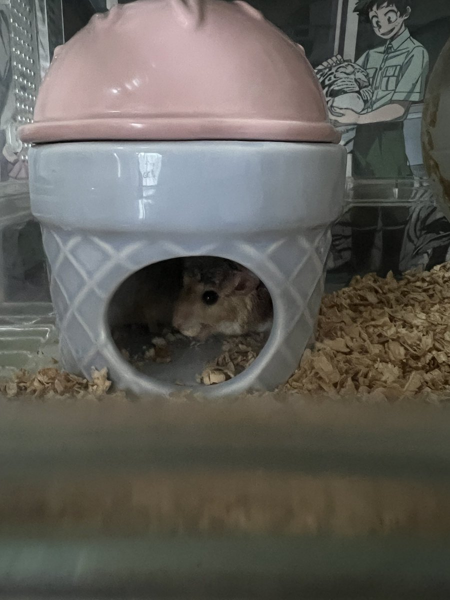 moeka_0711's tweet photo. メス達と色違いの小屋買った(⸝⸝◜𖥦◝⸝⸝)
あとボーロ！ https://t.co/dULzUiJwdR