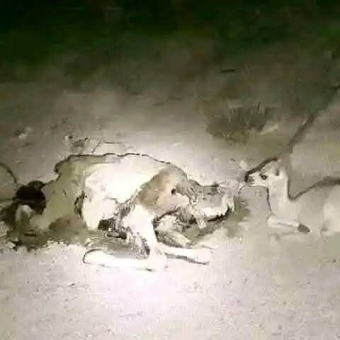 AhmadX_Official's tweet photo. A Yemeni man shared the story of a young camel whose mother had passed away a few days earlier. Every night, the little camel would quietly disappear and return only at dawn. Curious to know where it was going, the man decided to follow it.

As the sun set, the young camel walked straight to the place where its mother's lifeless body rested. It gently lay beside her, as if still searching for the comfort and warmth of her embrace, and remained there throughout the night.

This touching moment reminds us that love, loyalty and longing are not emotions reserved for humans alone. Allah has placed affection and compassion in the hearts of all His creation.