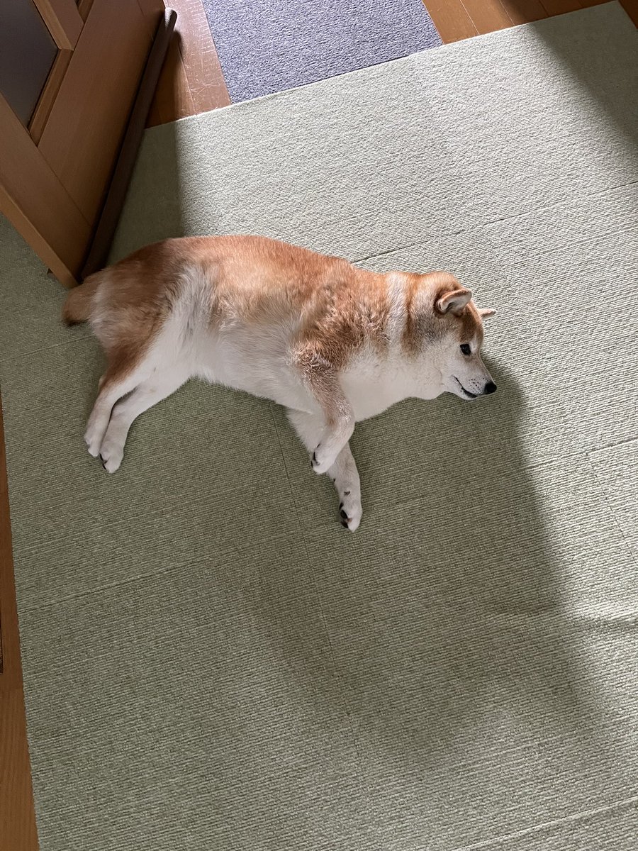 shibaharu3014's tweet photo. 柴犬が落ちてる季節になりました https://t.co/yQ9qIO8fbX