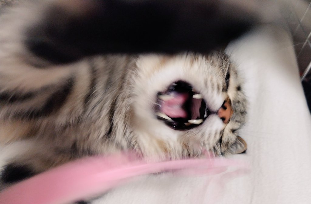 cat_56chan's tweet photo. じゃらしして♥
うおおおじゃらしッ！！
じゃらしいぃあああぁぁぁああ！！！！！ https://t.co/jqzeqoYVa7