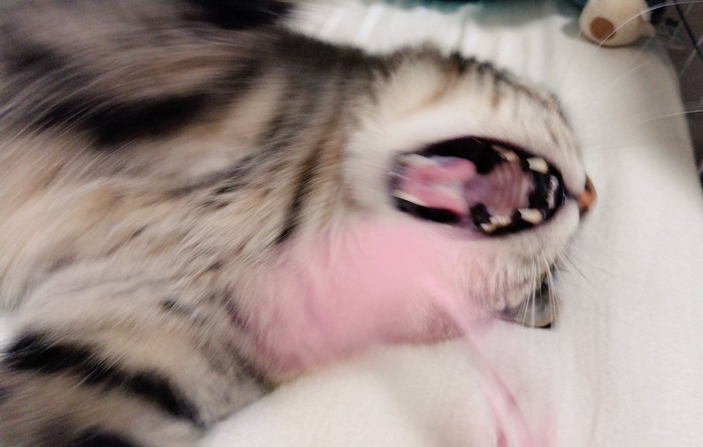 cat_56chan's tweet photo. じゃらしして♥
うおおおじゃらしッ！！
じゃらしいぃあああぁぁぁああ！！！！！ https://t.co/jqzeqoYVa7