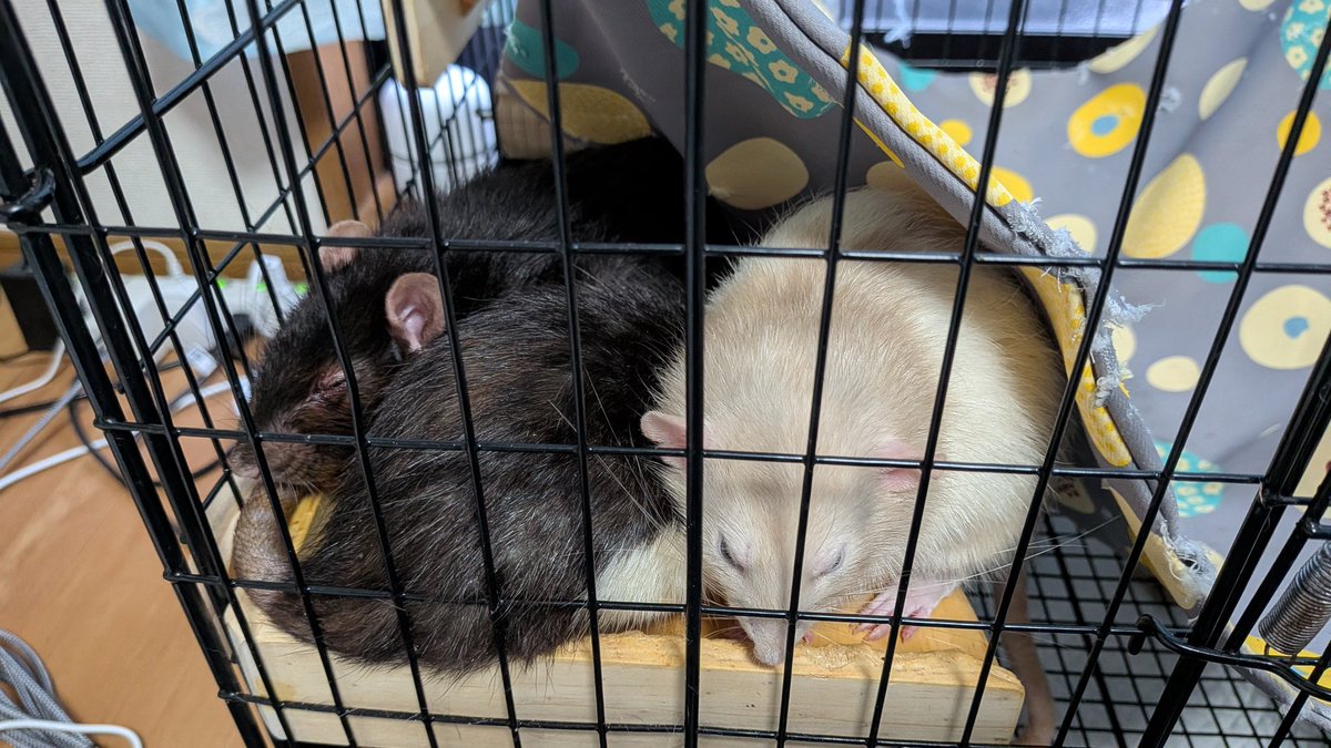 mfl17733rat's tweet photo. 男の子たちはわざわざ狭いところで集結しております( 'ω') https://t.co/QWvvEjvhpY