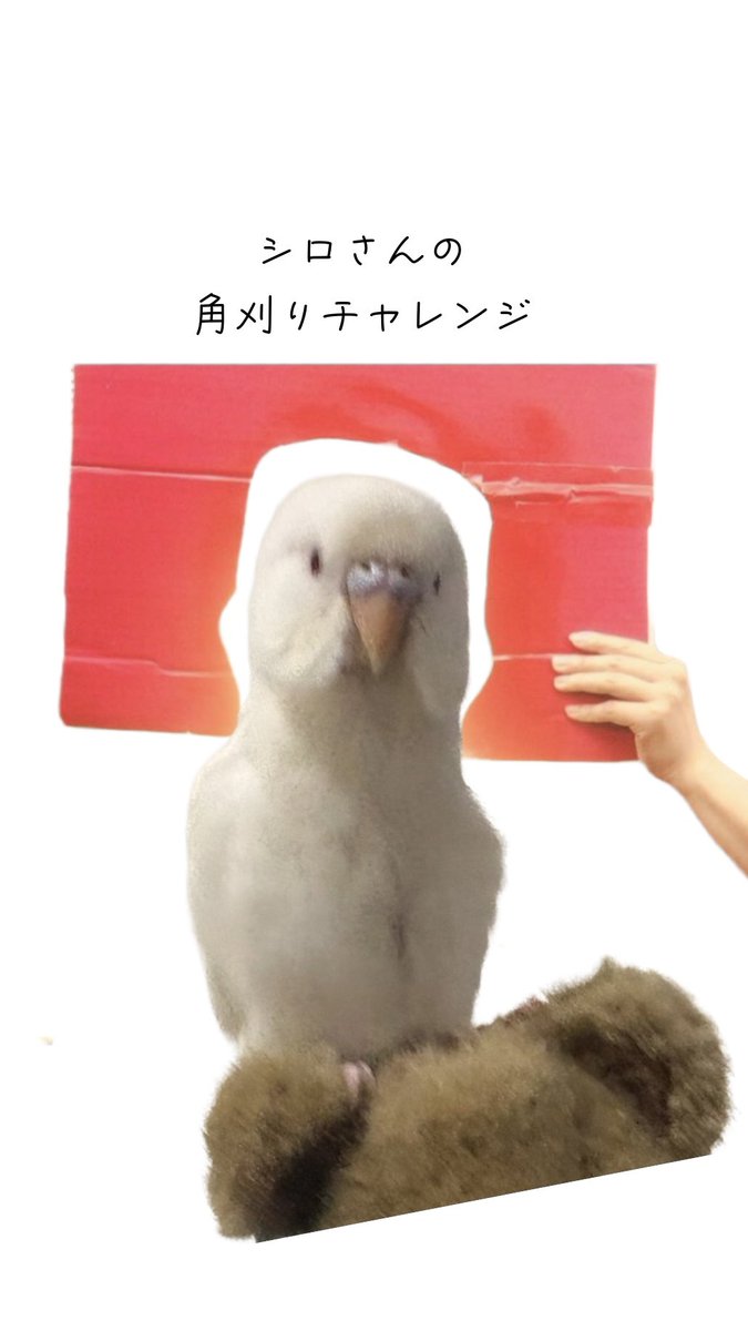 lirolulumua's tweet photo. 成功したよ　byシロ https://t.co/gMMPxzF3H2