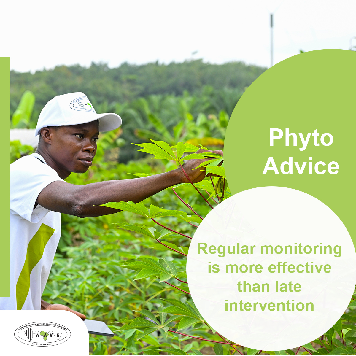 WAVERESEARCH_'s tweet photo. Plant diseases develop gradually: they take hold, spread, and then become visible.
By this stage, losses have often already begun.
#PhytoConseil #PlantHealth #Monitoring #ScientificResearch https://t.co/JR6jSLnxbG