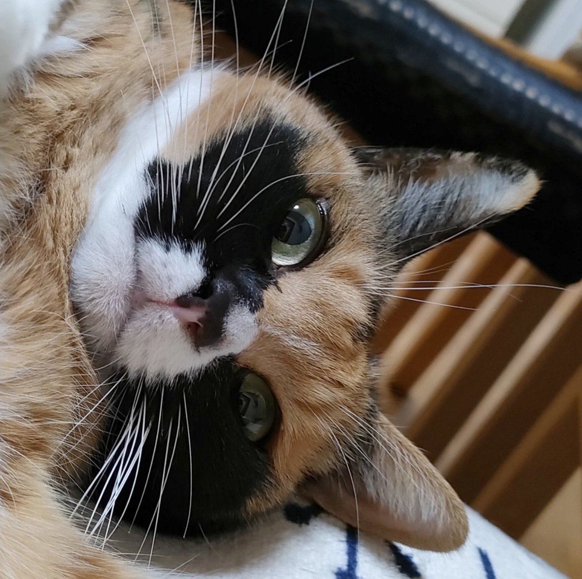 ko2yan's tweet photo. 石川県梅雨明けた？
急に激暑にゃん。
動くのイヤにゃん。
#猫　#猫のいる暮らし　#三毛猫 https://t.co/cSbTi9fjb2