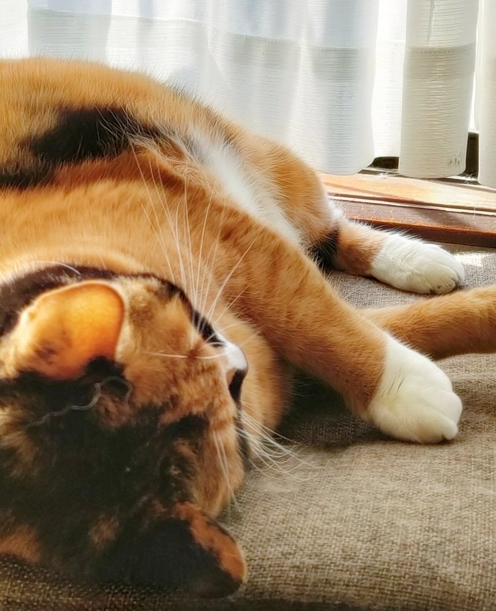 ko2yan's tweet photo. 石川県梅雨明けた？
急に激暑にゃん。
動くのイヤにゃん。
#猫　#猫のいる暮らし　#三毛猫 https://t.co/cSbTi9fjb2