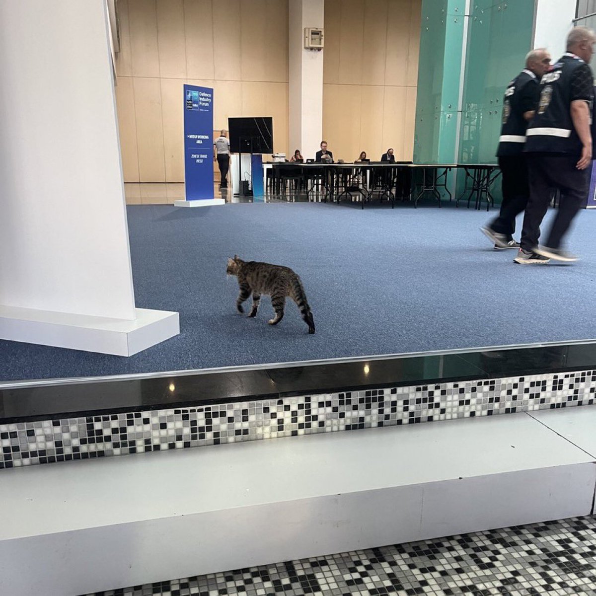 taghaberleri's tweet photo. NATO Zirvesi'nde gezinen bir kedi görüntülendi. https://t.co/cDDNVBliaH