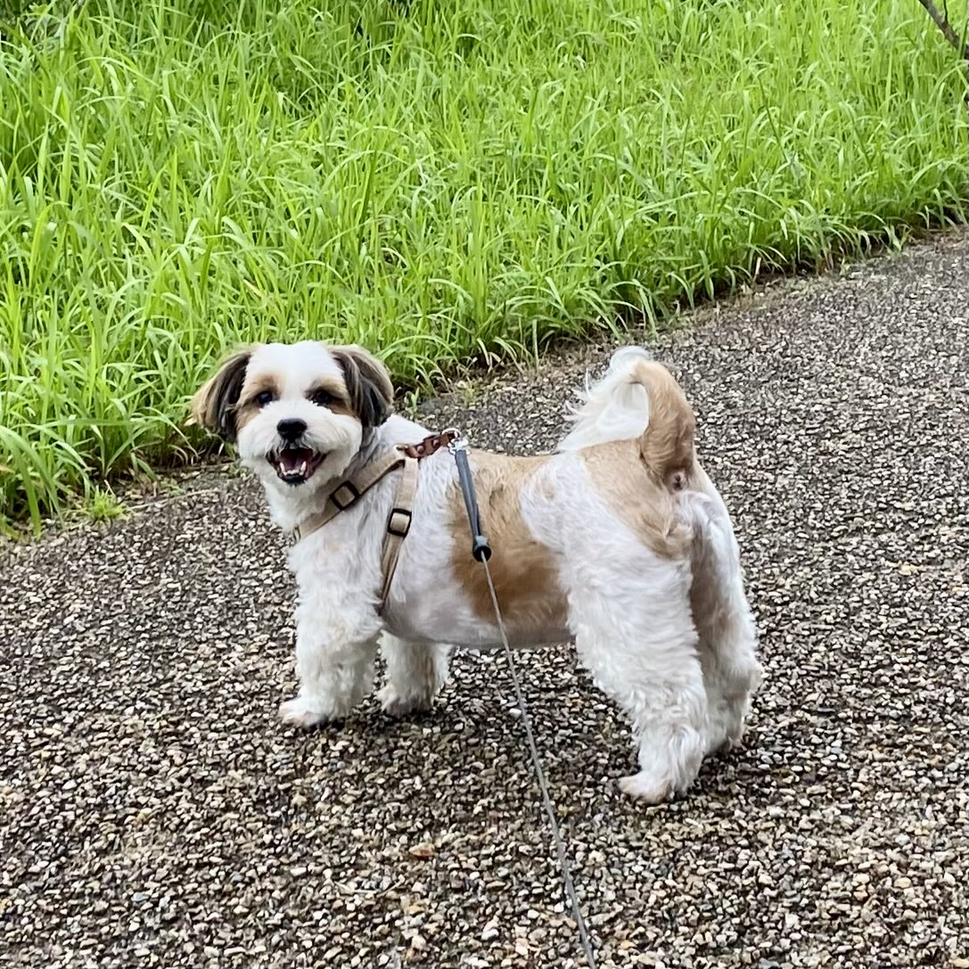 mugi2020_'s tweet photo. あつー🥵🐶🔥
（彼はまだ知らない…この後、帰ったら洗われる事を🤣🐶🚿✨） https://t.co/H1nVooGfBM