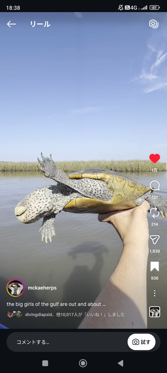 trachemysfan's tweet photo. 個人的には飼育下でもこういう姿を目指してほしい（何テラピンかもわからないけど）
https://t.co/ZbvCeyVoN9 https://t.co/IuDv7myqAO