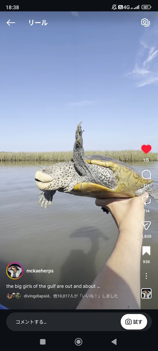trachemysfan's tweet photo. 個人的には飼育下でもこういう姿を目指してほしい（何テラピンかもわからないけど）
https://t.co/ZbvCeyVoN9 https://t.co/IuDv7myqAO