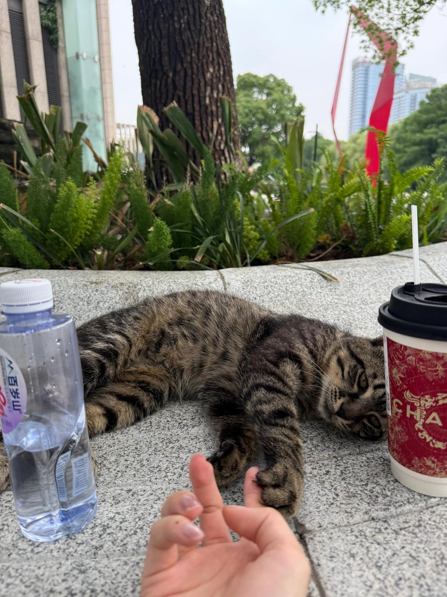 suruyi678's tweet photo. 想把它带回家 怎么分辨是公猫还是母猫？ https://t.co/RqCA07AAKg