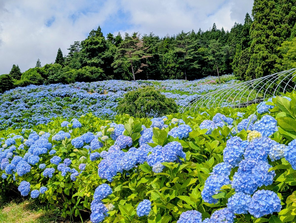 cocoro_yama's tweet photo. 皆さん お疲れ様です✨️
7/8(水)🌡️16.9〜25.0℃🌤️☁️
草刈り🌿して蚊🦟に3ヶ所食われた😓
「ガチでエグいぞ」by エバース😁
大谷は4打数1安打(20号、メジャー通算300号ホームラン)👍️
楽天は1回で0-1⚾️

ではでは今夜も笑顔でマイペース👍️
#今日ソラ #雲 #大島亀山 #夕日 #紫陽花 #笑顔 #マイペース https://t.co/A7nRXNltue
