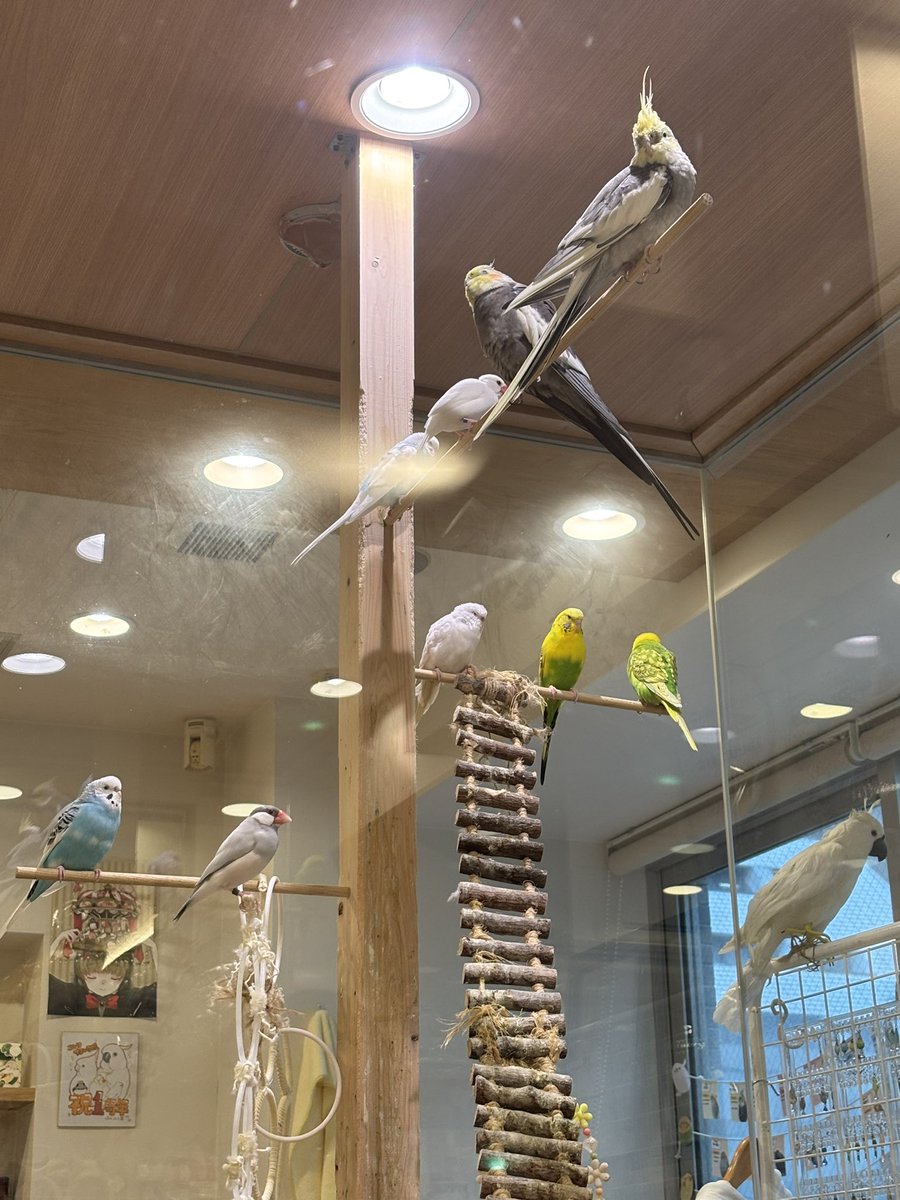 nagaredama72's tweet photo. 先日「ことりカフェ」に行ってきました！鳥さんを愛でながらお茶ができる楽園。ずっと行きたかった所で、時間がなくて滞在短めだったんだけど、めっちゃ良かった！一人で来店したんだけど、ずっとかわいい、かわいいばかりいってた鳥バカな人になってた。また絶対行く！ドリンクはシマエナガフロート。 https://t.co/zEjTfZill0
