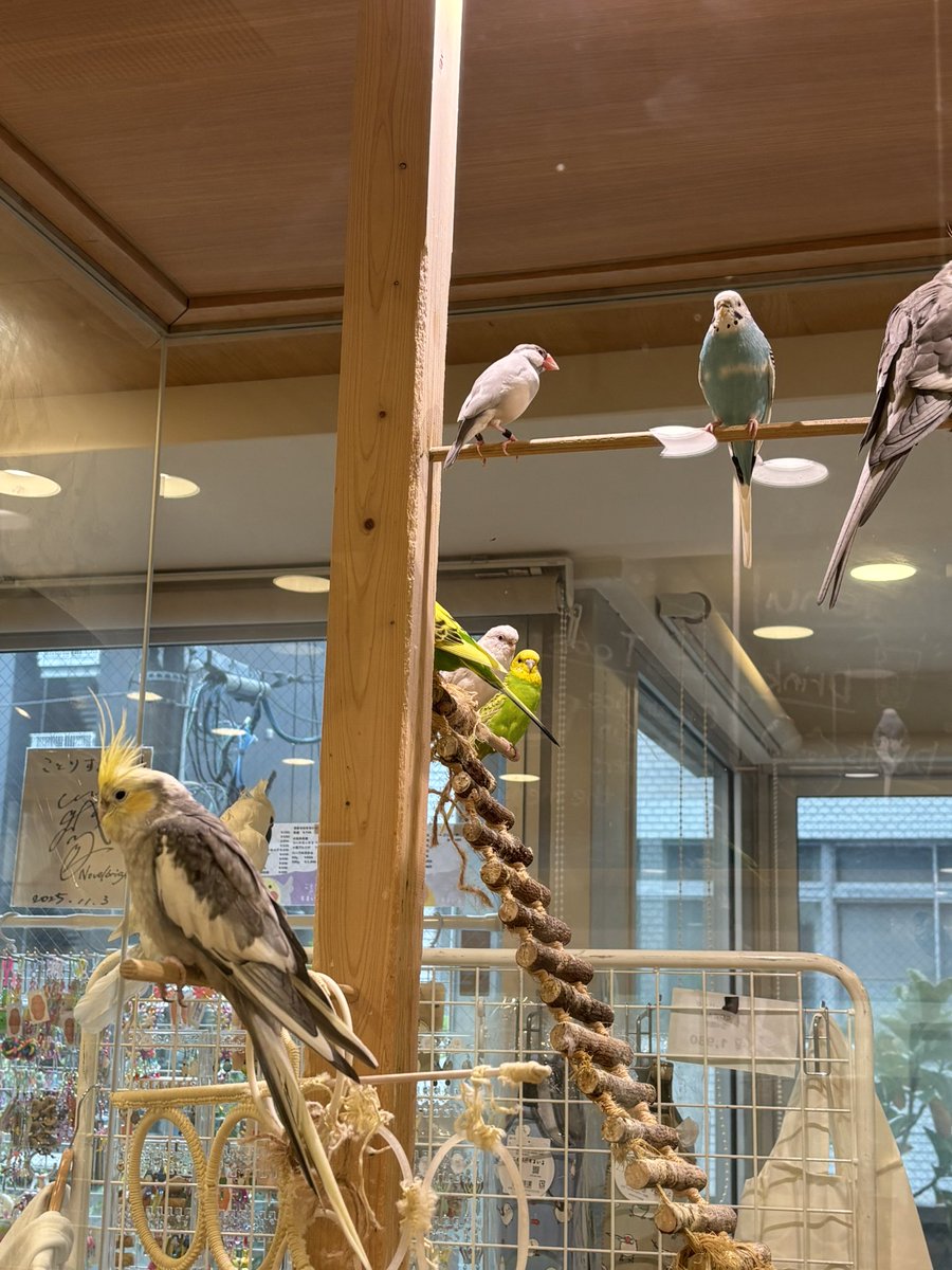 nagaredama72's tweet photo. 先日「ことりカフェ」に行ってきました！鳥さんを愛でながらお茶ができる楽園。ずっと行きたかった所で、時間がなくて滞在短めだったんだけど、めっちゃ良かった！一人で来店したんだけど、ずっとかわいい、かわいいばかりいってた鳥バカな人になってた。また絶対行く！ドリンクはシマエナガフロート。 https://t.co/zEjTfZill0