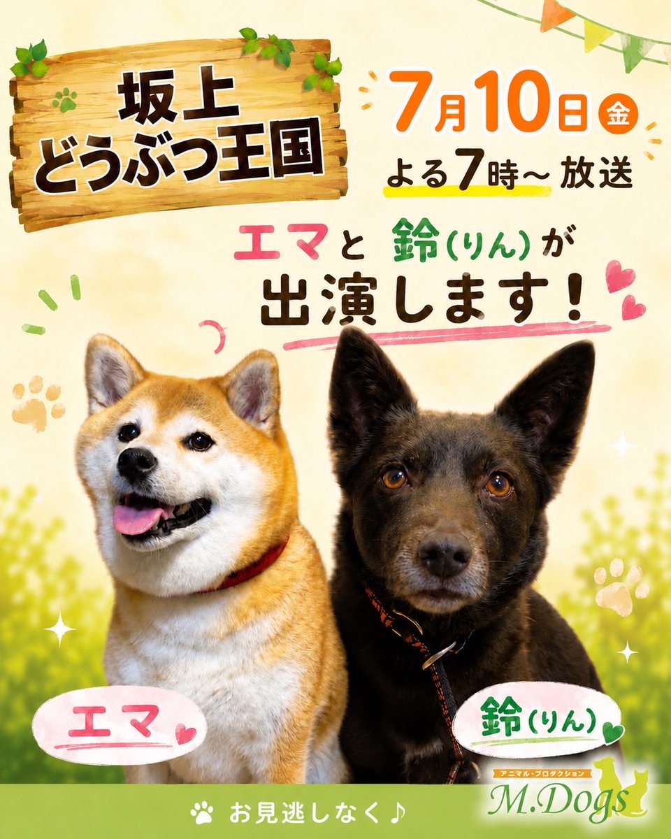 MDogsjp's tweet photo. #出演情報 
動物プロダクション エムドッグス所属のペットモデル、
#オーストラリアンケルピー の「鈴(りん)」と、#柴犬「エマ」が

📺7月10日放送 フジテレビ
「#坂上どうぶつ王国」に出演いたします🐶🏰❤️

🐶「鈴」は普段からのトレーニングの積み重ねによって今回の難易度の高い内容もスムーズに演技してくれました👏

🐶「エマ」はおっとりの性格を活かし自然体な演技をしてくれて、演出の意図を汲み取りながら撮影に挑戦してくれました🥰

そんな2頭が、7月10日放送の 坂上どうぶつ王国 に出演するので、ぜひご注目ください❤️🩵

詳細はこちら👇 
https://t.co/biJooKXLnp

👇動物プロダクション エムドッッグス👇
動物愛護管理法に基づき「第一種動物取扱業」として登録認定された、2003年創業の信頼ある動物プロダクション です🐶🐈

環境省の指針を遵守し、常に動物福祉を安心安全を最優先にした撮影を行っています😎

テレビCM、映画、ドラマ、雑誌など業界トップクラスの出演実績を誇り、一般家庭の タレント犬 ・ タレント猫 の育成講座（教育機関）も運営❣️
演出意図をくみ取った高品質なペットモデル撮影・出演をサポートいたします😌

#動物プロダクション #ペットモデル #タレント犬 #タレント猫 #モデル犬 #モデル猫 #テレビ出演
