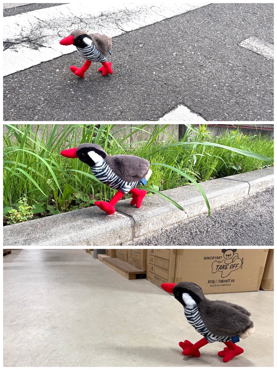 takeoff1987's tweet photo. ヤンバルクイナの大冒険！ https://t.co/qi6Iq51gIN