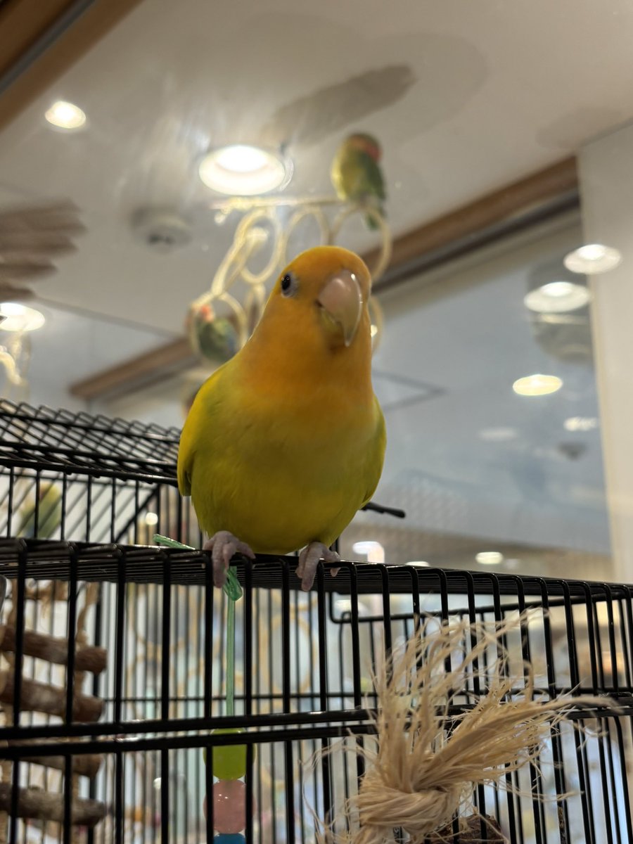 nagaredama72's tweet photo. 私が来店した「ことりカフェ」では別室で触れ合いができて、オカメさんにメロメロになってきました。ずっと会いたかったグレーの子はまだ子供で、ジッとしてなかったんだけど、手に乗って、頭をカキカキさせてくれたよ。めっちゃ可愛かった！めっちゃ癒された！ https://t.co/x2SHI5wMtN