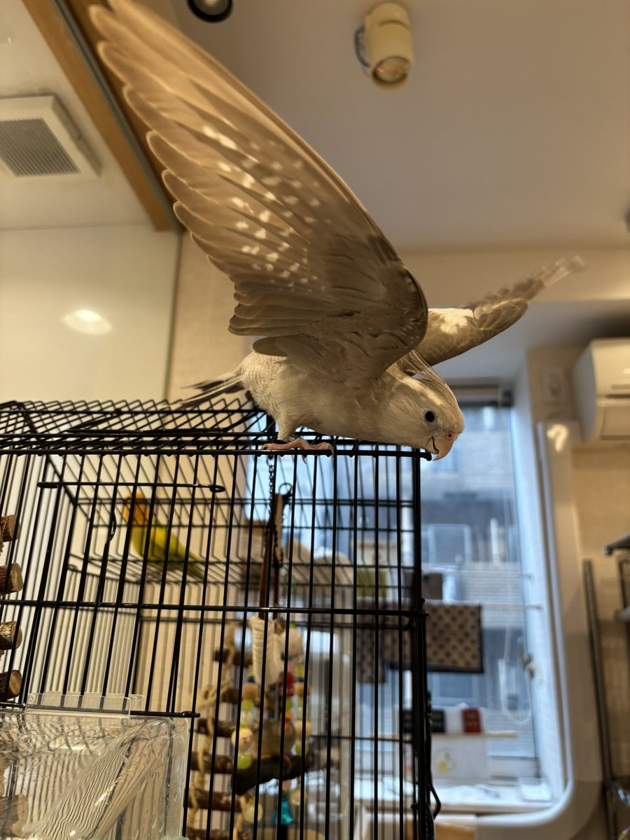 nagaredama72's tweet photo. 私が来店した「ことりカフェ」では別室で触れ合いができて、オカメさんにメロメロになってきました。ずっと会いたかったグレーの子はまだ子供で、ジッとしてなかったんだけど、手に乗って、頭をカキカキさせてくれたよ。めっちゃ可愛かった！めっちゃ癒された！ https://t.co/x2SHI5wMtN