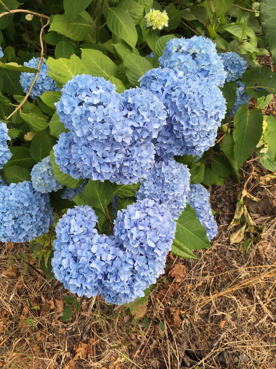 ayumuminmaya's tweet photo. 外ヶ浜町三厩アジサイだより👏👏👏👏
本日はブルー🫐
この花のモコモコ感はまるでトイプードルの毛並みのよう🤗 https://t.co/AwQkuLpEnc