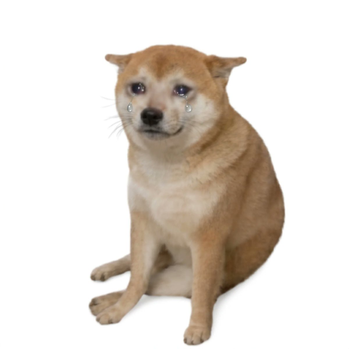 CashDog tweet media